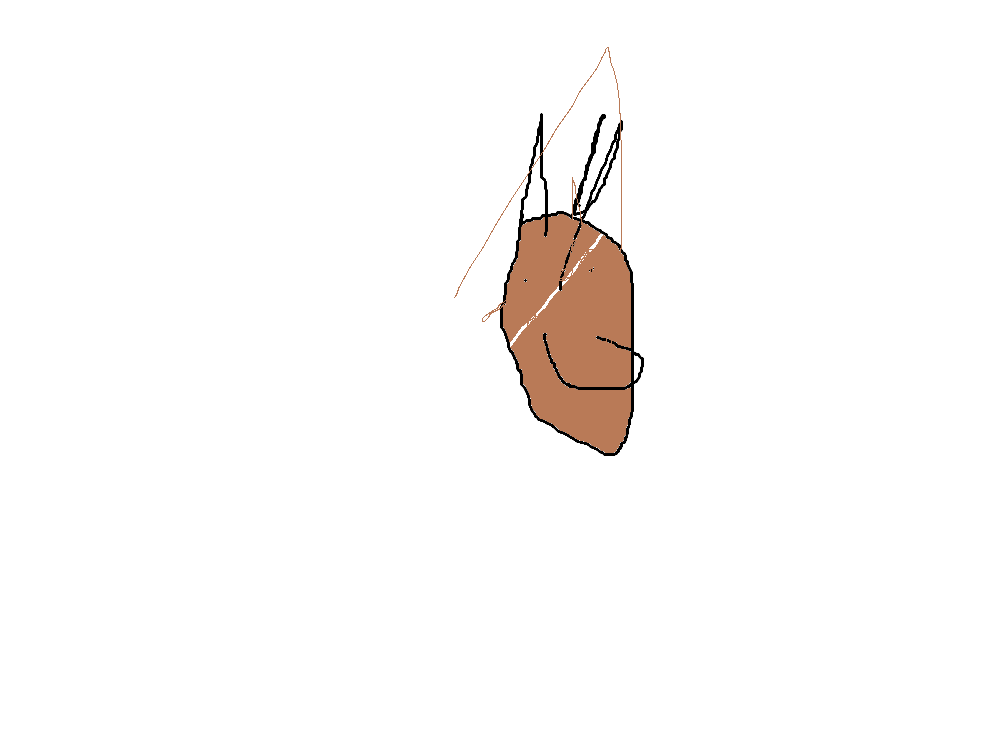 Oier